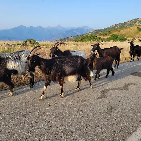 Grand T2 Duplex, Terrasse Et Jardin *