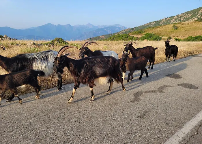 Grand T2 Duplex, Terrasse Et Jardin *